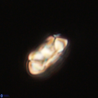 Senelia kolona 69882