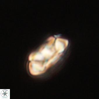 Senelia kolona 69882