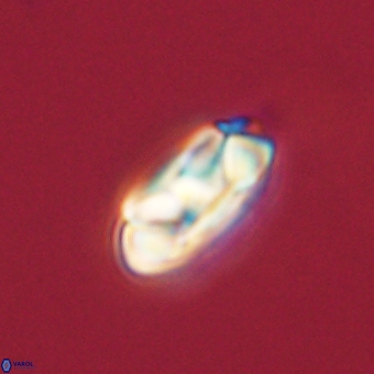 Senelia kolona 69883