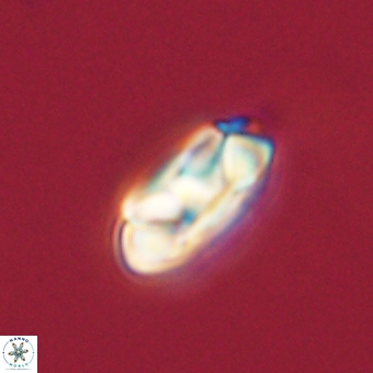 Senelia kolona 69883