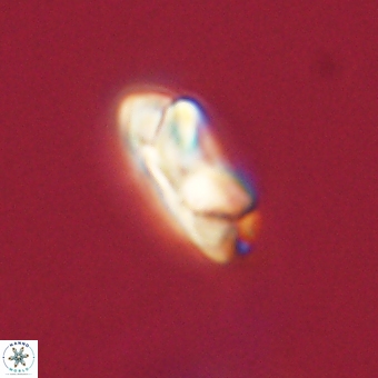 Senelia kolona 69884