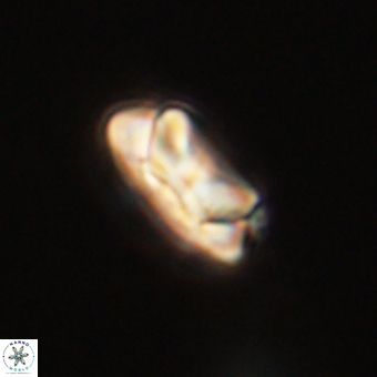 Senelia kolona 69886