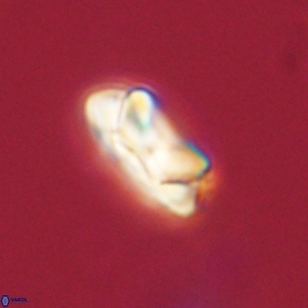 Senelia kolona 69887