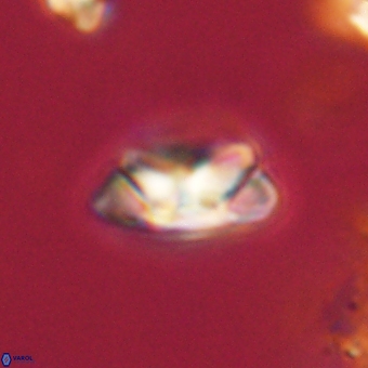 Senelia kolona 69888