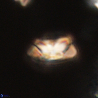 Senelia kolona 69889