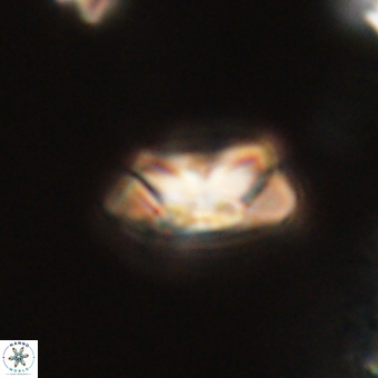 Senelia kolona 69889
