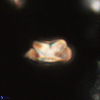 Senelia kolona 69890