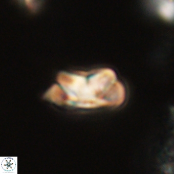 Senelia kolona 69890