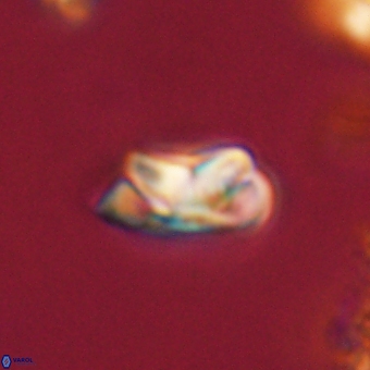 Senelia kolona 69891