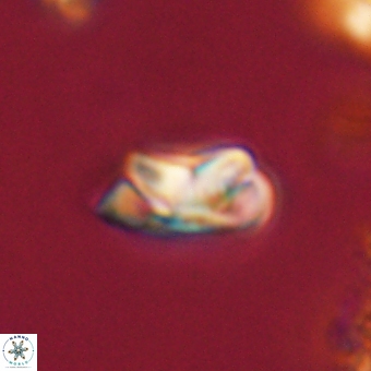 Senelia kolona 69891