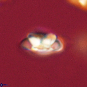 Senelia kolona 69892