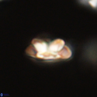 Senelia kolona 69893