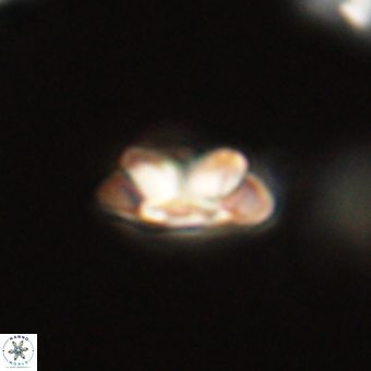 Senelia kolona 69893