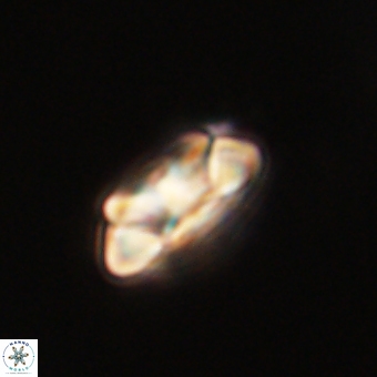 Senelia kolona 69894