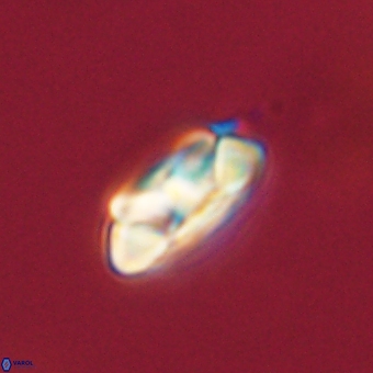 Senelia kolona 69895