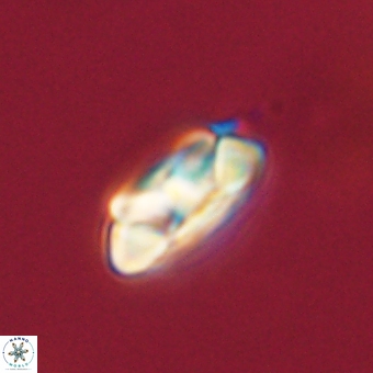 Senelia kolona 69895