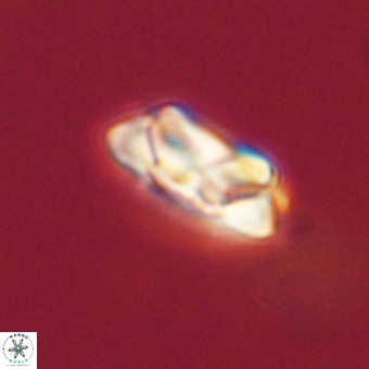 Senelia kolona 69896