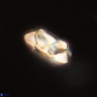 Senelia kolona 69897