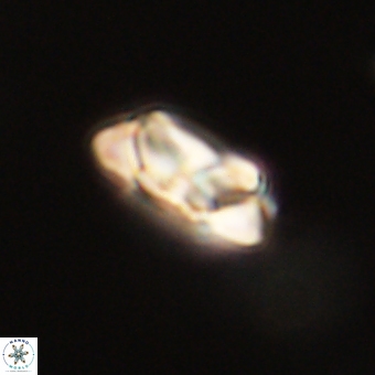 Senelia kolona 69897