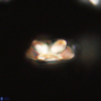 Senelia kolona 69898