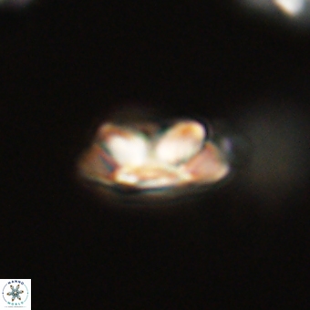 Senelia kolona 69898