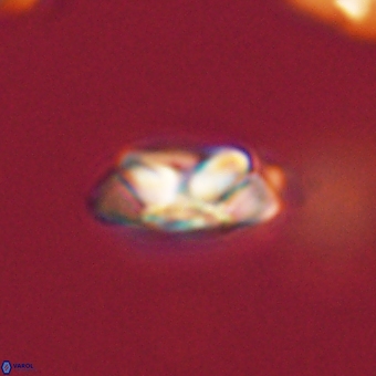 Senelia kolona 69899