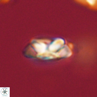 Senelia kolona 69899