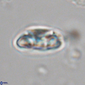 Senelia kolona 69901