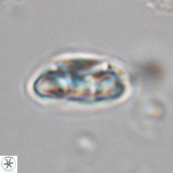 Senelia kolona 69901
