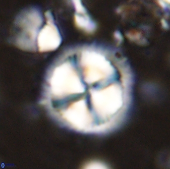 Senelia perifanos 43593