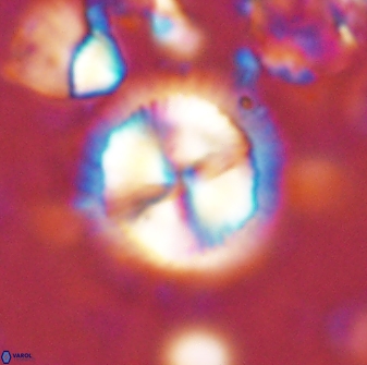 Senelia perifanos 43594