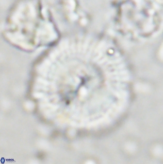 Senelia perifanos 43596