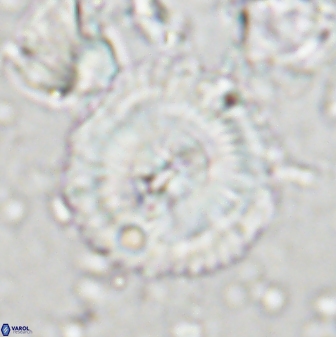 Senelia perifanos 43597