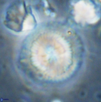 Senelia perifanos 43598