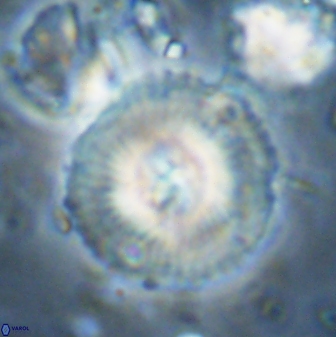 Senelia perifanos 43599