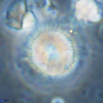 Senelia perifanos 43601