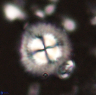 Senelia perifanos 53565