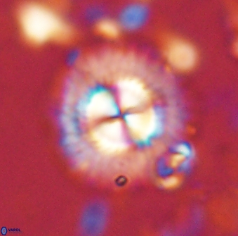 Senelia perifanos 53566