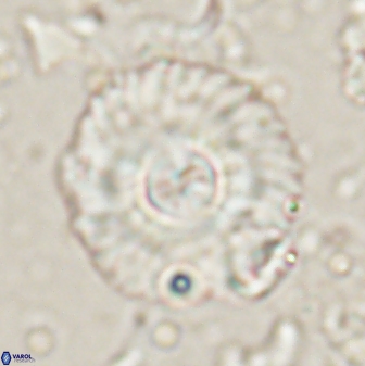 Senelia perifanos 53567