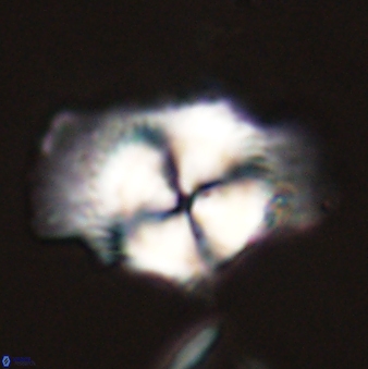 Senelia perifanos 59417