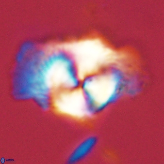 Senelia perifanos 59418