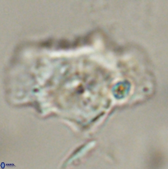 Senelia perifanos 59419