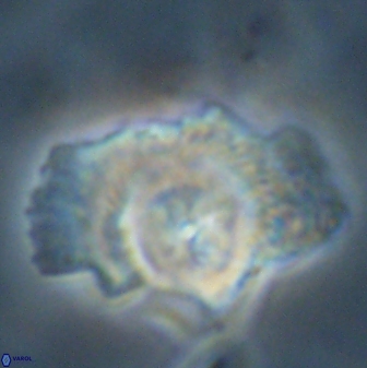 Senelia perifanos 59421