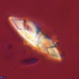 Senelia perifanos 59427