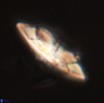 Senelia perifanos 59428