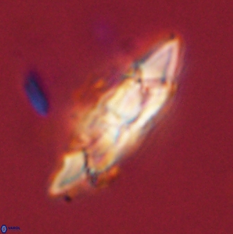 Senelia perifanos 59430