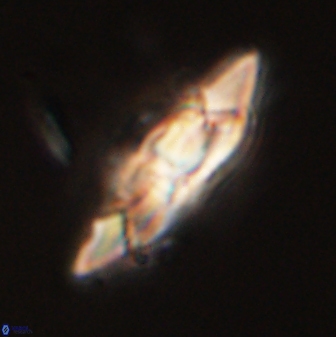 Senelia perifanos 59431