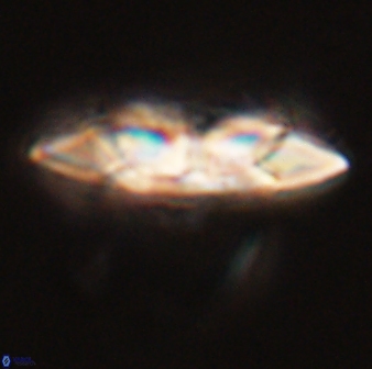 Senelia perifanos 59434