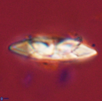 Senelia perifanos 59436