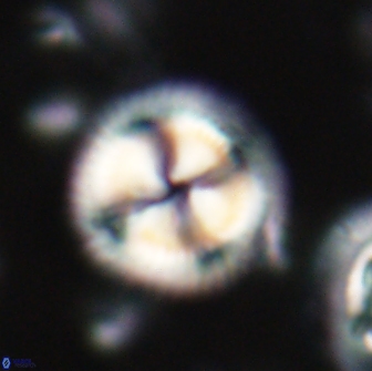 Senelia perifanos 21773